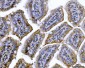Anti-Cdk2 Antibody Picoband™ (monoclonal, 6D5B5)